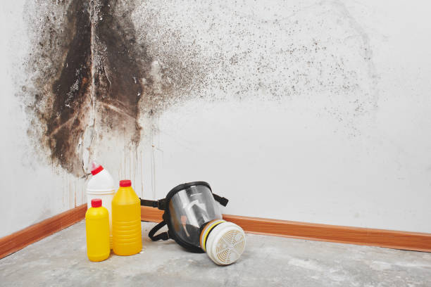 Best Attic Mold Removal  in South Park, WY