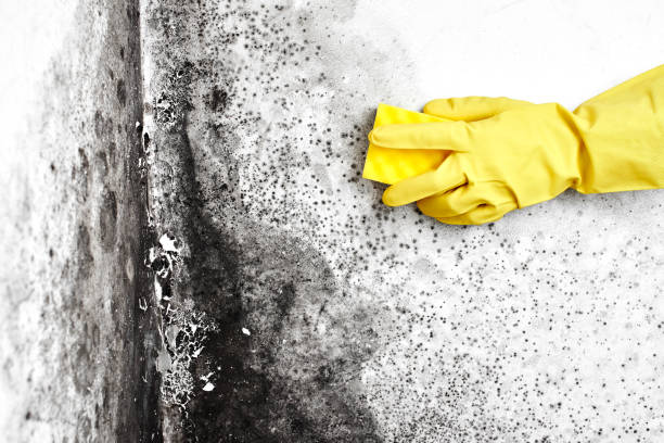 Best Best Mold Removal Companies  in South Park, WY