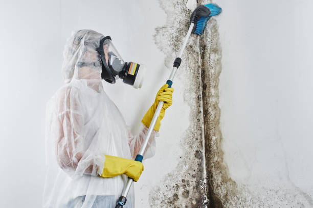 Best Attic Mold Removal  in South Park, WY