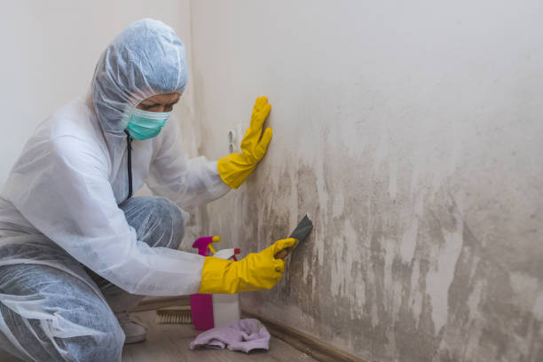 Mold Testing and Removal in South Park, WY