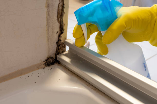 Best Certified Mold Removal  in South Park, WY