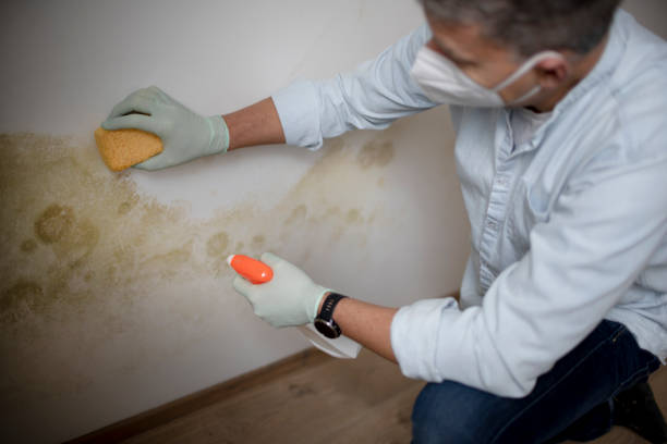 Best Affordable Mold Removal  in South Park, WY