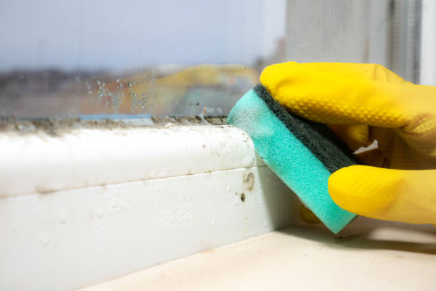 Best Mold Removal Company Near Me  in South Park, WY