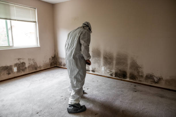 Mold Removal and Inspection in South Park, WY