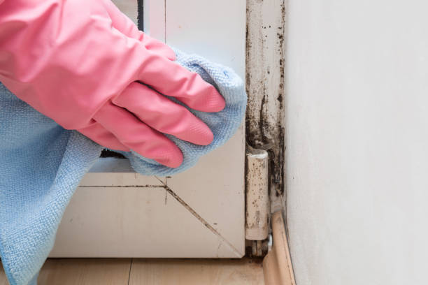 Best Residential Mold Removal  in South Park, WY