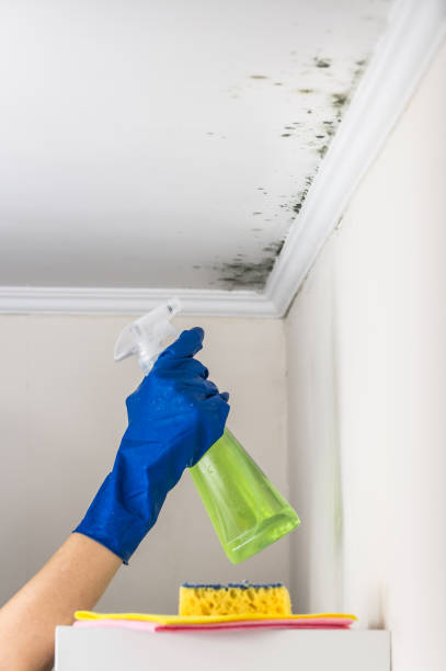 Best Emergency Mold Removal  in South Park, WY